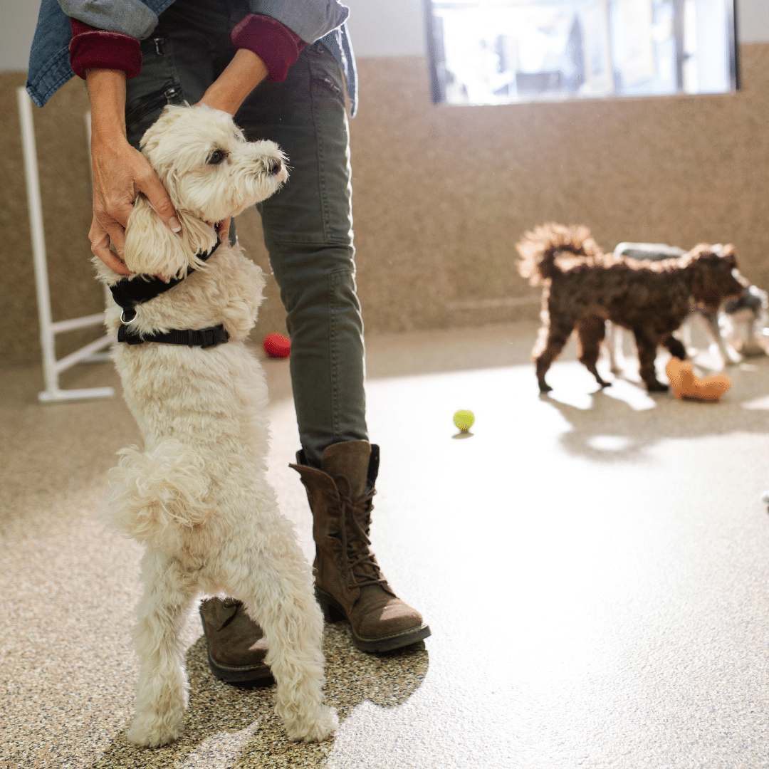 Spring Energy? Why Doggy Daycare is Perfect for Active Pets