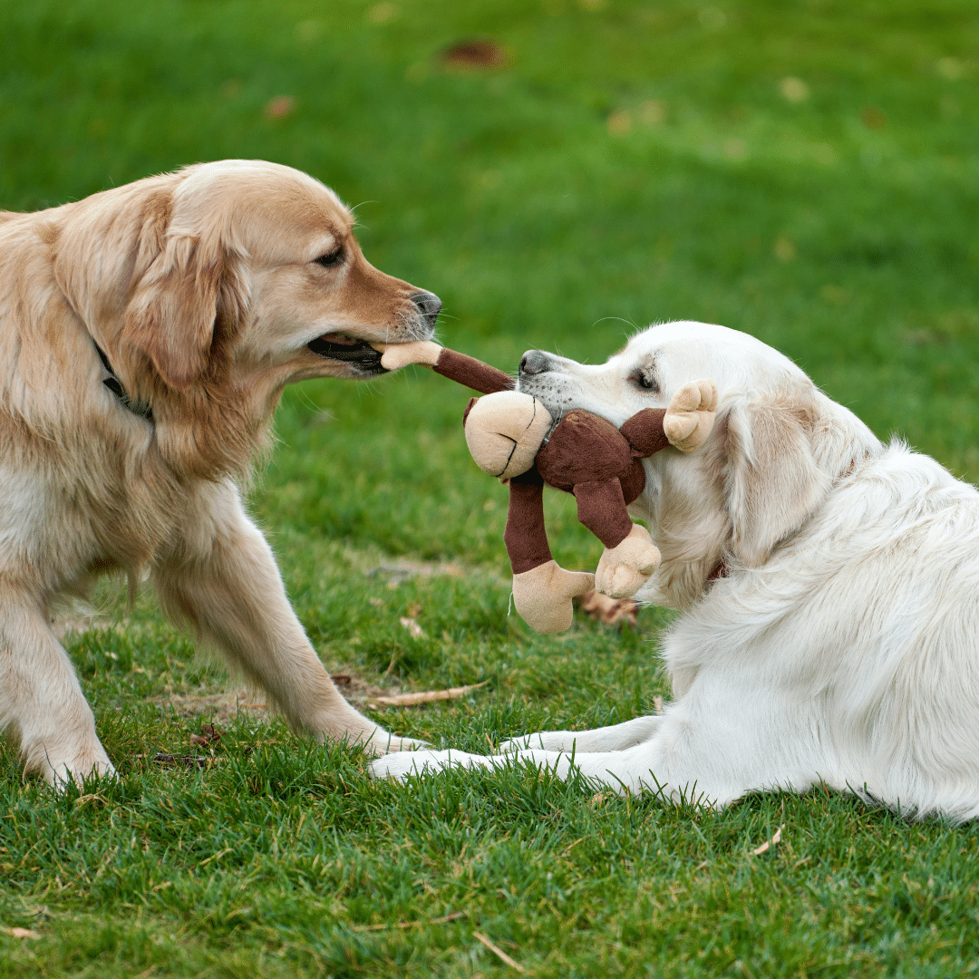 Socialization and Play: The Hidden Benefits of Doggy Daycare