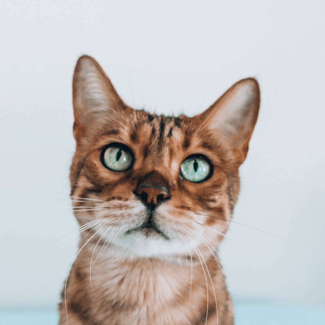 A Home Away from Home: The Benefits of Luxury Boarding for Cats
