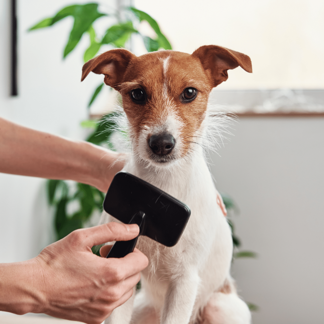 The Importance of Routine Grooming for Your Pet’s Health