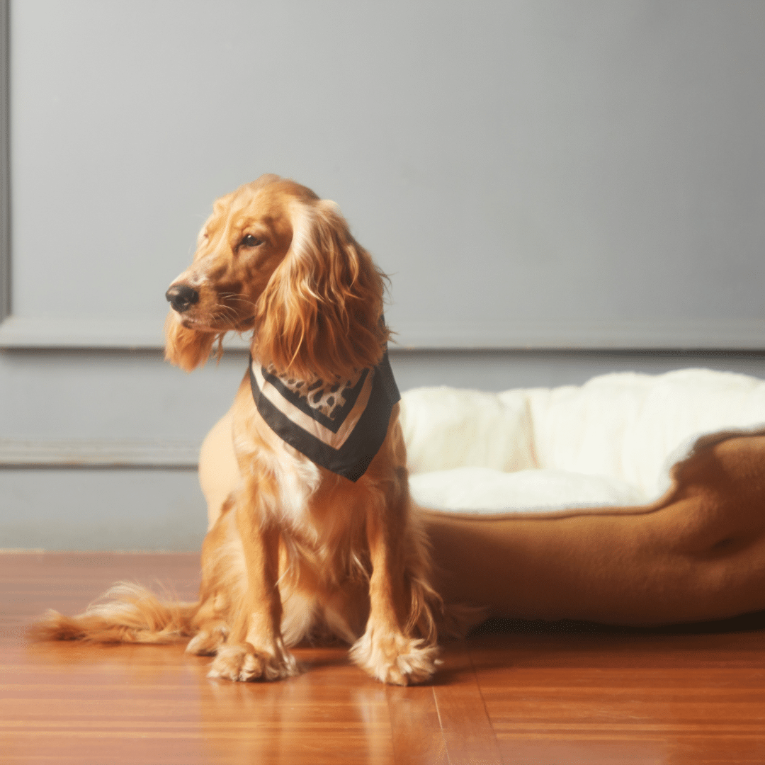 Traveling Soon? How to Prepare Your Pet for Boarding